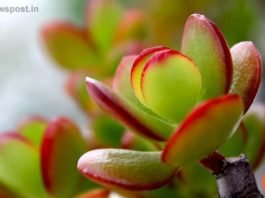 Crassula Plant