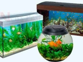 fish-aquarium