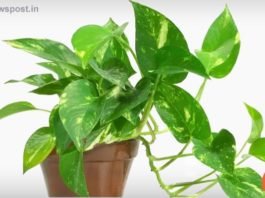 How to grow Money plant , Complete guide