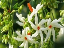 Parijat: स्ट्रेस को कम करती है पारिजात के फूलों की सुगंध, घर की इस दिशा में लगाने से मिलेगा बड़ा फायदा parijat