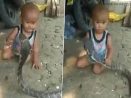 King Cobra Viral Video